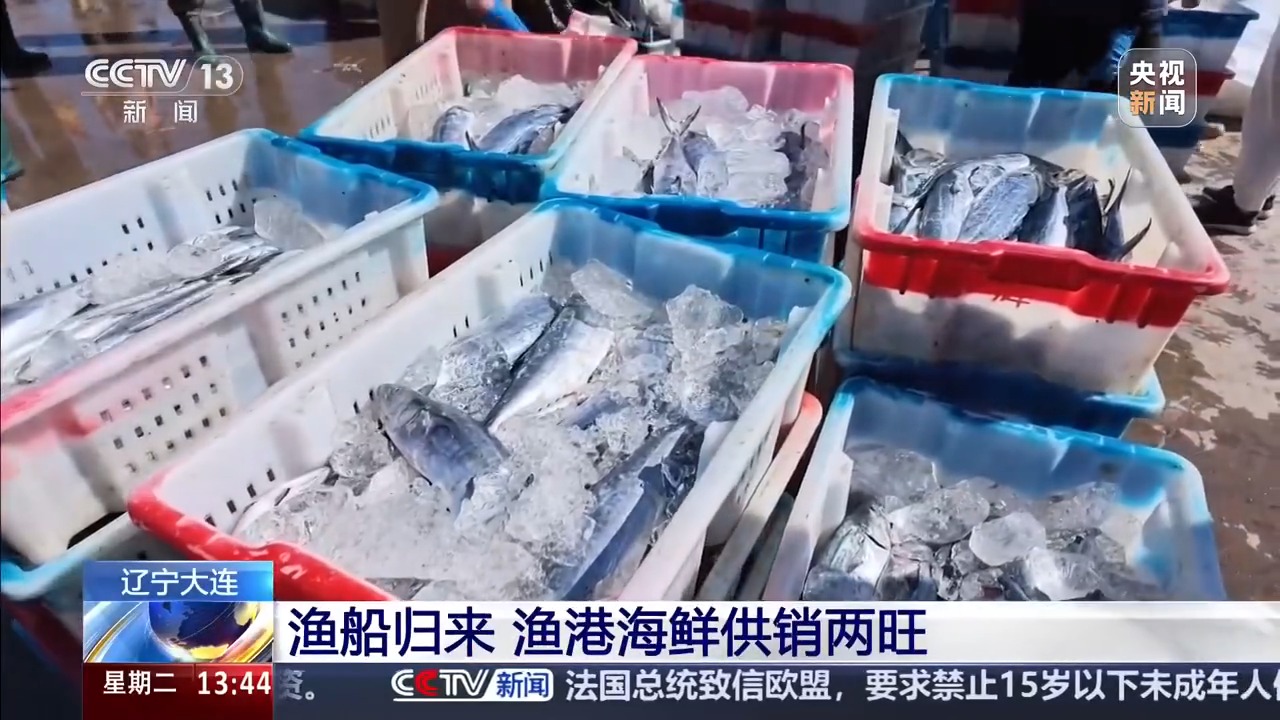 先尝鲅鱼，再吃对虾！大连开渔“海鲜时刻表”请收好