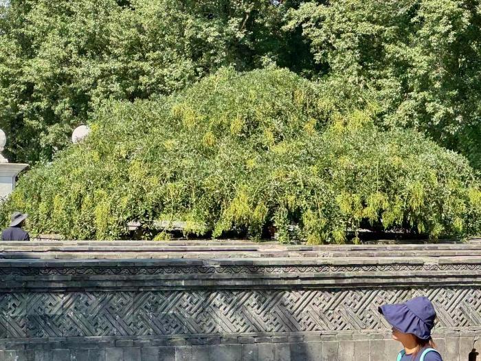 孤木成林!圆明园这棵古槐火了
