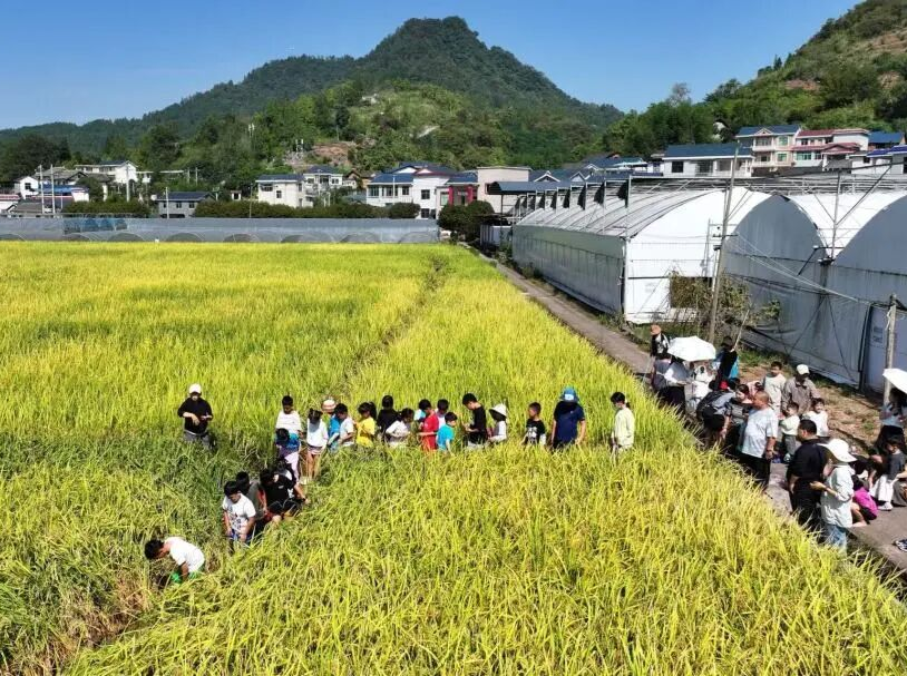 500人下田捉鱼！农货跟着农事体验火起来