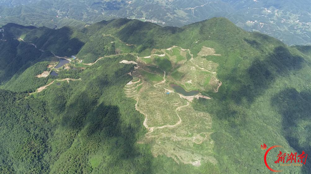 “新化蛮有味”⑤｜一株多花黄精，润透梅山富民路