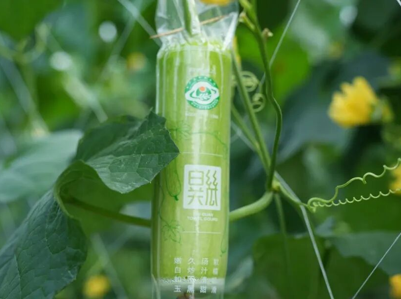 白关丝瓜入选全国名特优新，为株洲市首个成功获批农产品