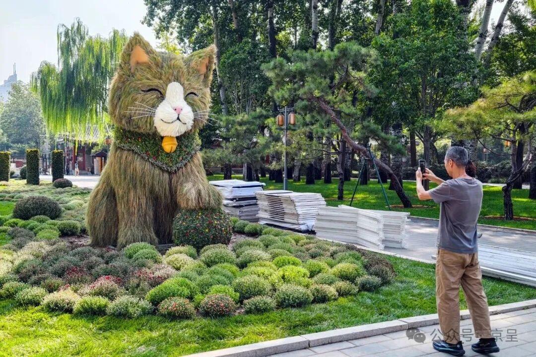 软萌“草猫”亮相日坛公园,金秋游园再添新景