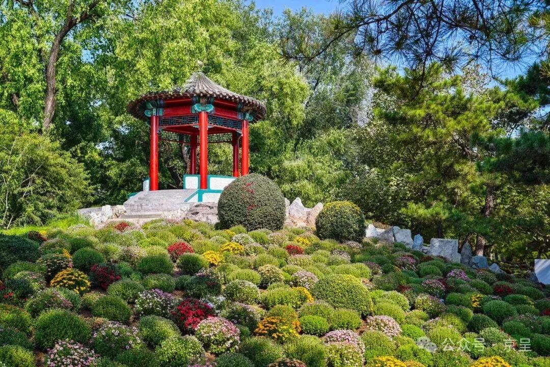 软萌“草猫”亮相日坛公园,金秋游园再添新景
