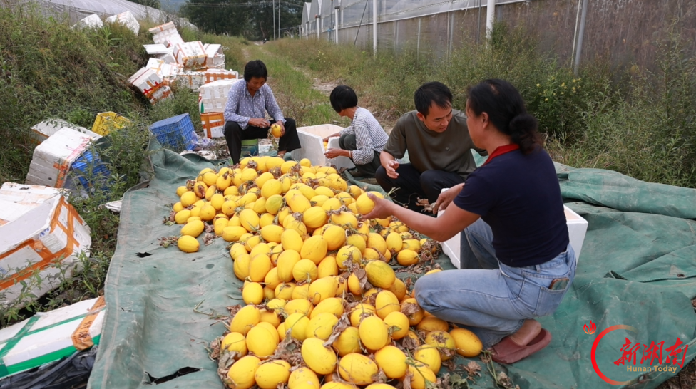 闲置育秧棚再“生金” 江华大布湾村黄金蜜瓜俏销