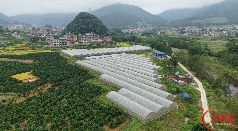 闲置育秧棚再“生金” 江华大布湾村黄金蜜瓜俏销