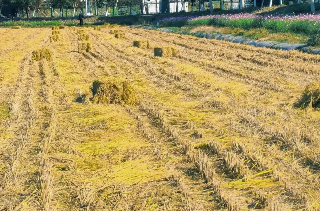 全省水稻秸秆机械化综合利用培训在湘潭举办
