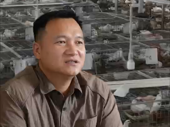 游子归乡 以鸽筑梦——江永汉子周易成返乡创业记