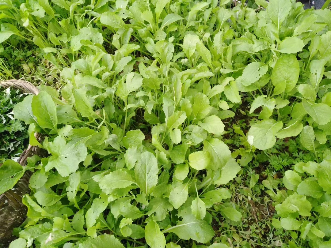 赵光专栏 | 秋日又见白菜青