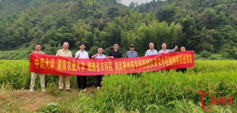 攸县：科研团队田间测产，两千余亩杂交制种提质增产