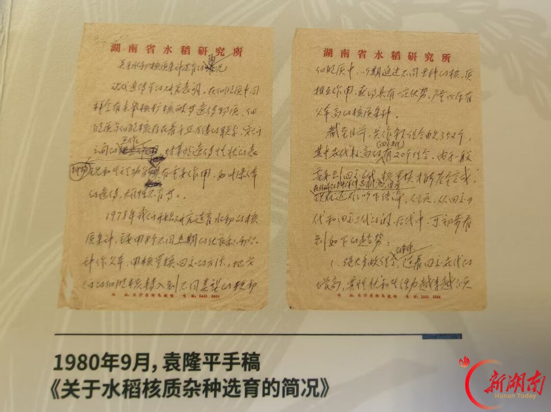 见字如面！60余件袁隆平珍贵手稿亮相隆平水稻博物馆，3件一级文物首展