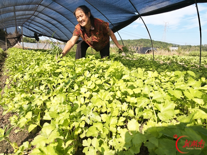 蔬菜管护忙