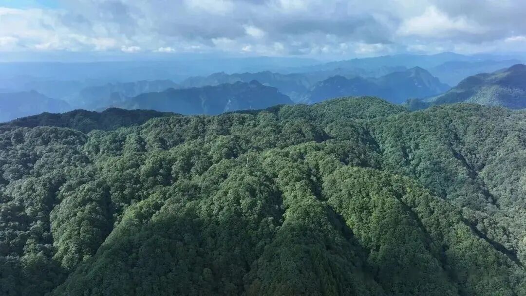 第21届湖南张家界森林保护节将于10月12日至14日在桑植县举办