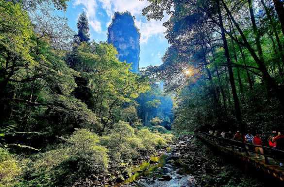 大张家界国际旅游区,藏着多少绿色家底