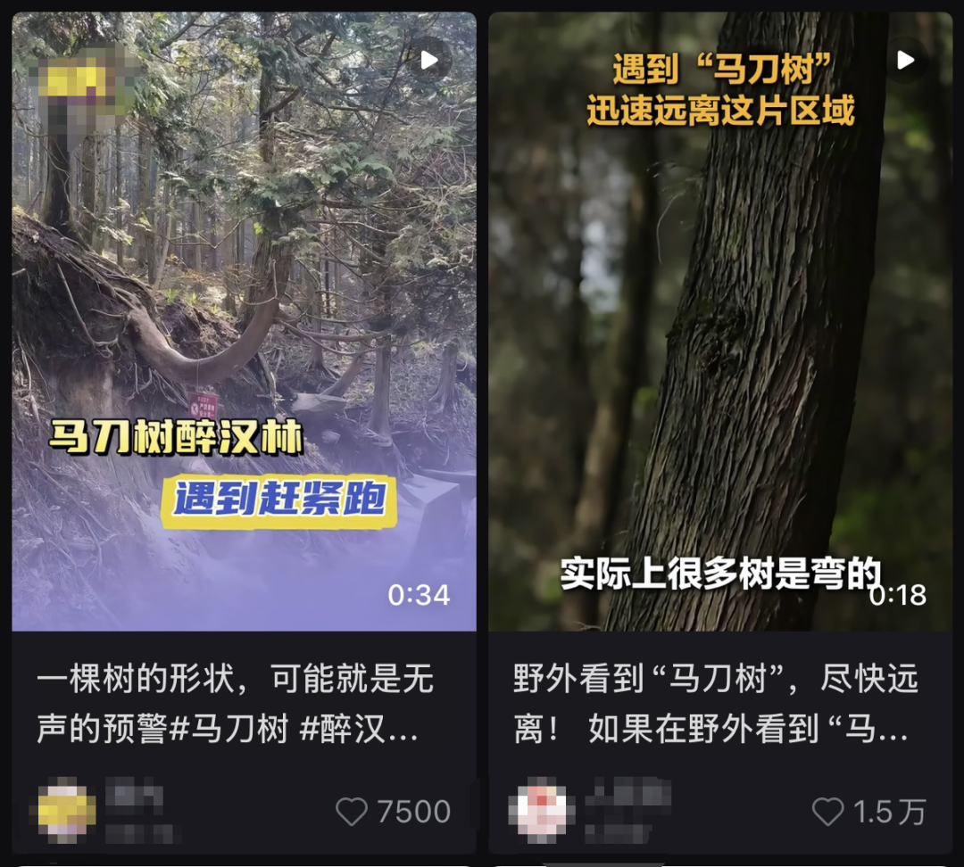 不是普通的歪树!野外看到这种树一定要跑?