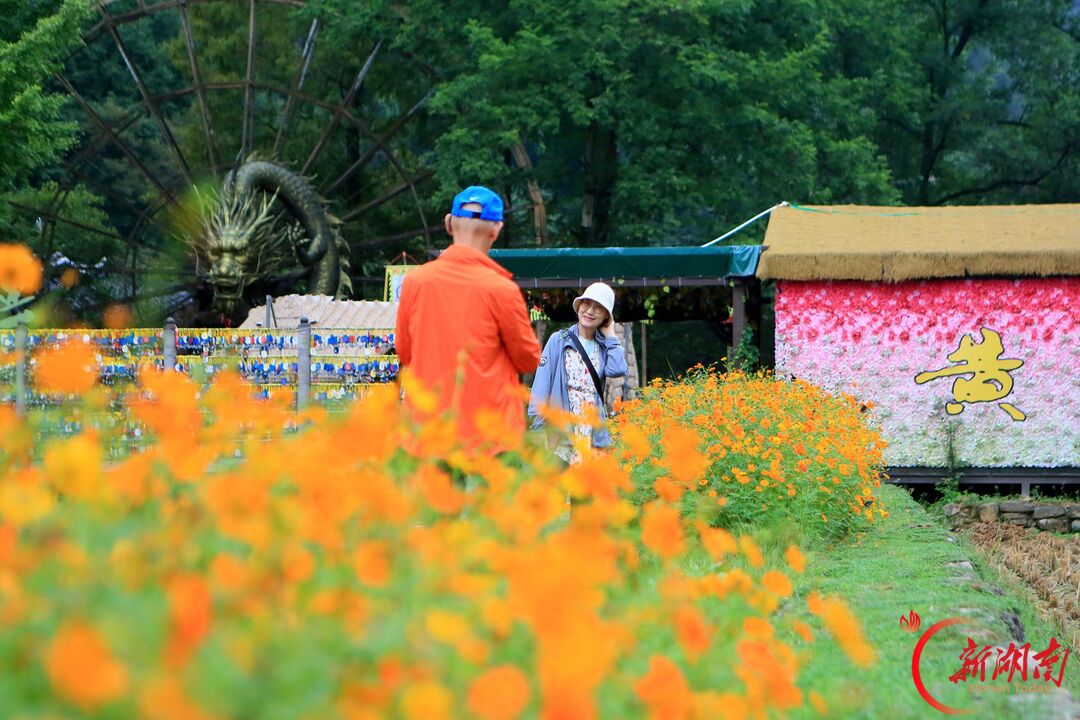 “十一”乐游张家界丨张家界黄龙洞景区:秋花盛开丰富国庆假日文旅体验
