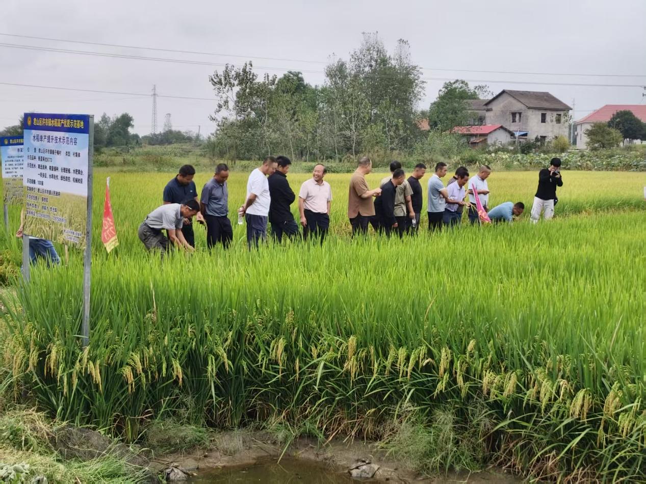 稻浪翻金迎丰收!许市镇开展香夏两优8773优质稻现场观摩会