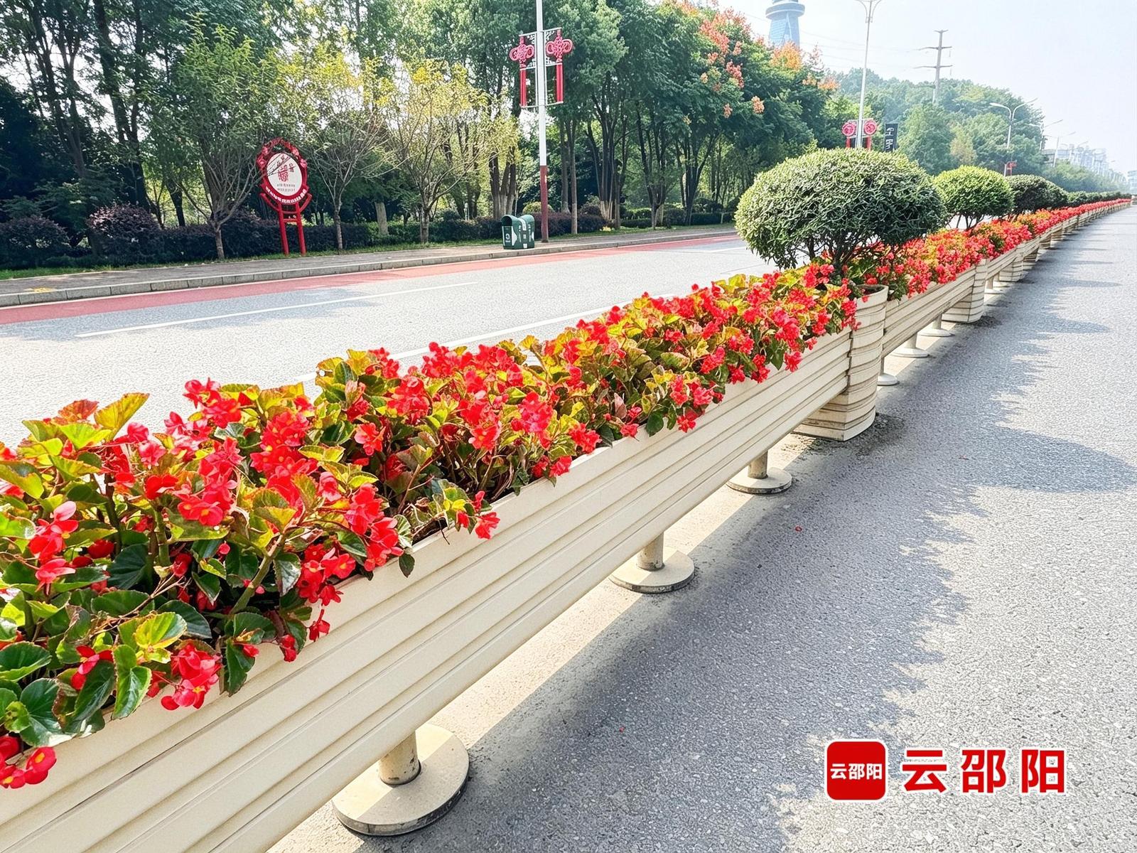 出门就是花海！邵阳街头15万盆鲜花迎国庆