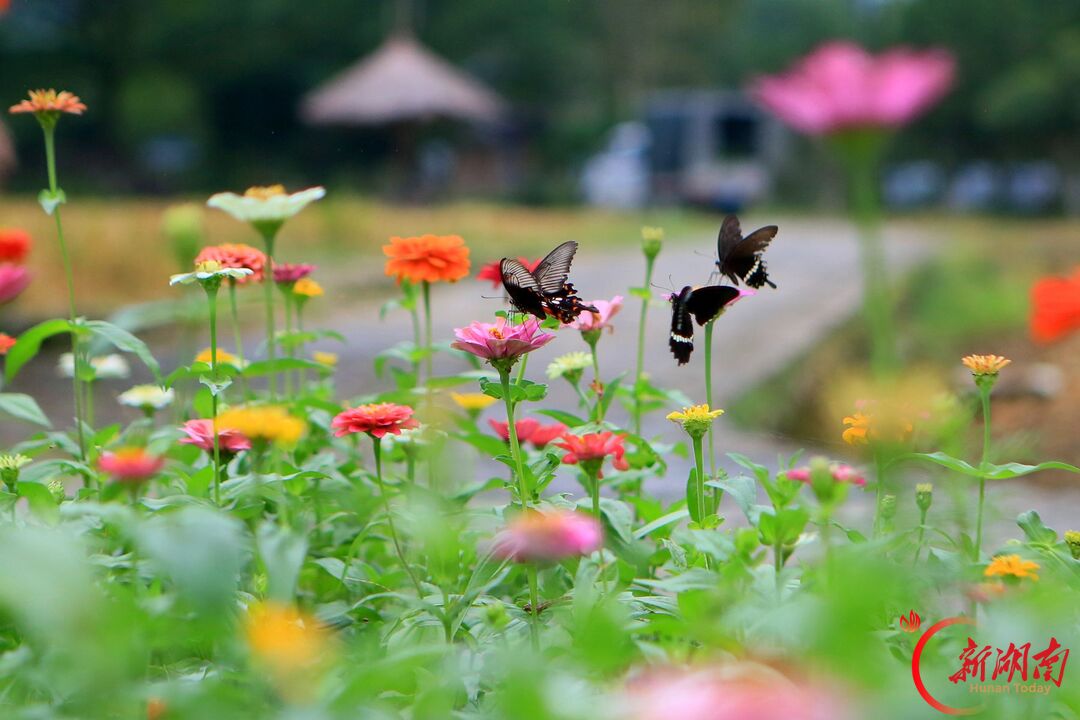 “十一”乐游张家界丨张家界黄龙洞景区:秋花盛开丰富国庆假日文旅体验