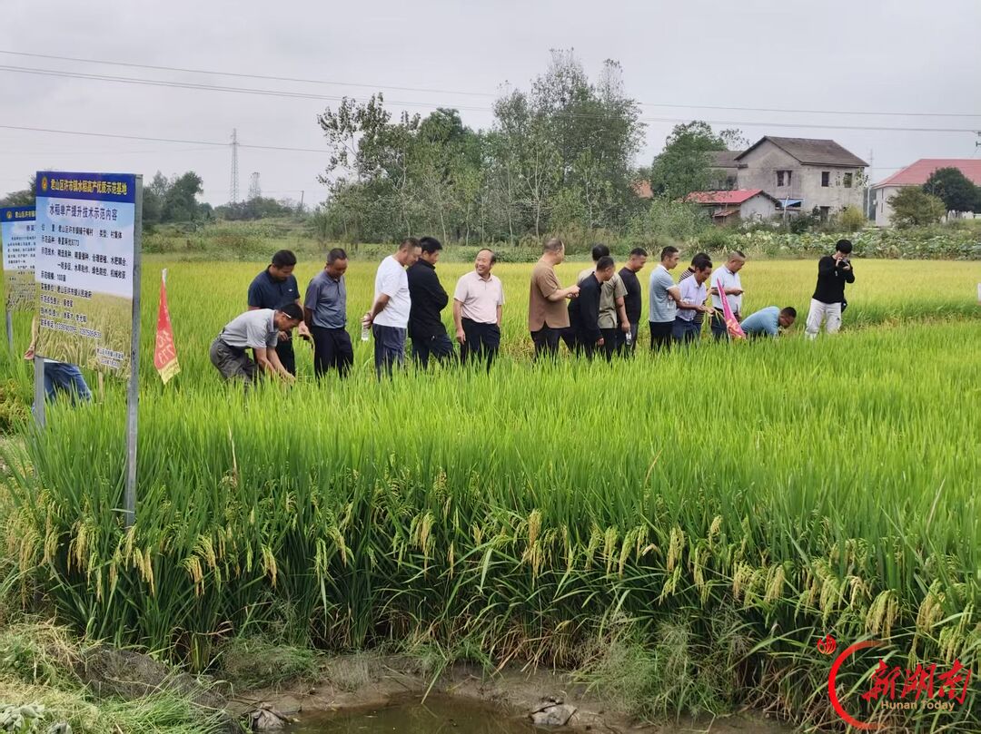 稻浪翻金迎丰收！岳阳市君山区许市镇开展香夏两优8773优质稻现场观摩会