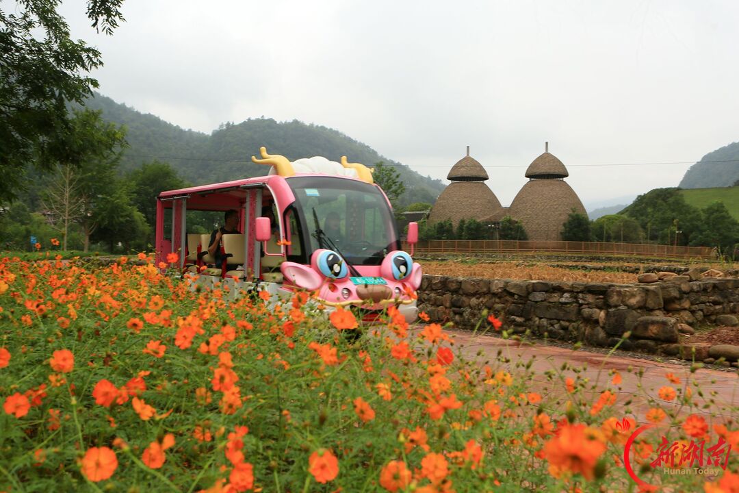 “十一”乐游张家界丨张家界黄龙洞景区:秋花盛开丰富国庆假日文旅体验