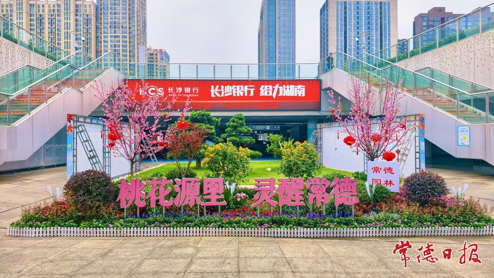 满城繁花迎国庆 常德街头“盛装”待客