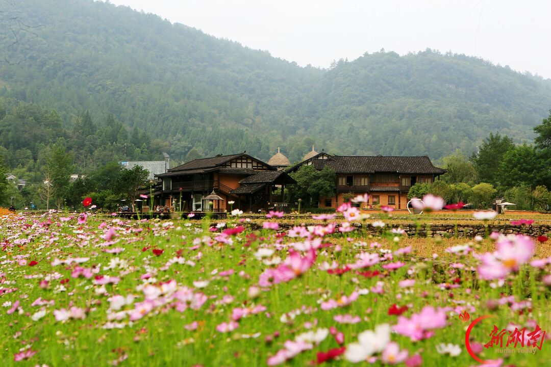 “十一”乐游张家界丨张家界黄龙洞景区:秋花盛开丰富国庆假日文旅体验