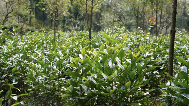 侃财邦｜一起“森”呼吸②｜九龙江：瀑布+森林，一键打卡湘粤赣“绿宝石”!