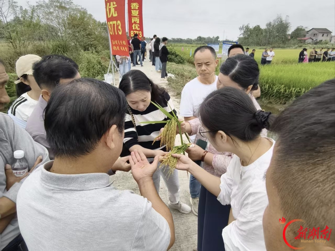 稻浪翻金迎丰收！岳阳市君山区许市镇开展香夏两优8773优质稻现场观摩会