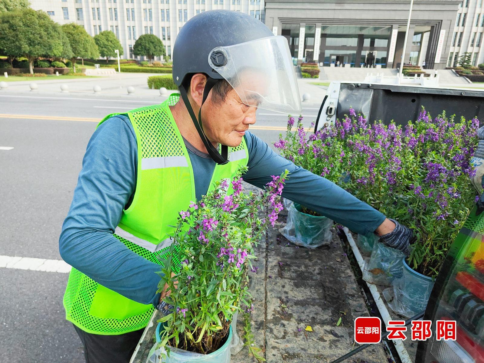 出门就是花海！邵阳街头15万盆鲜花迎国庆
