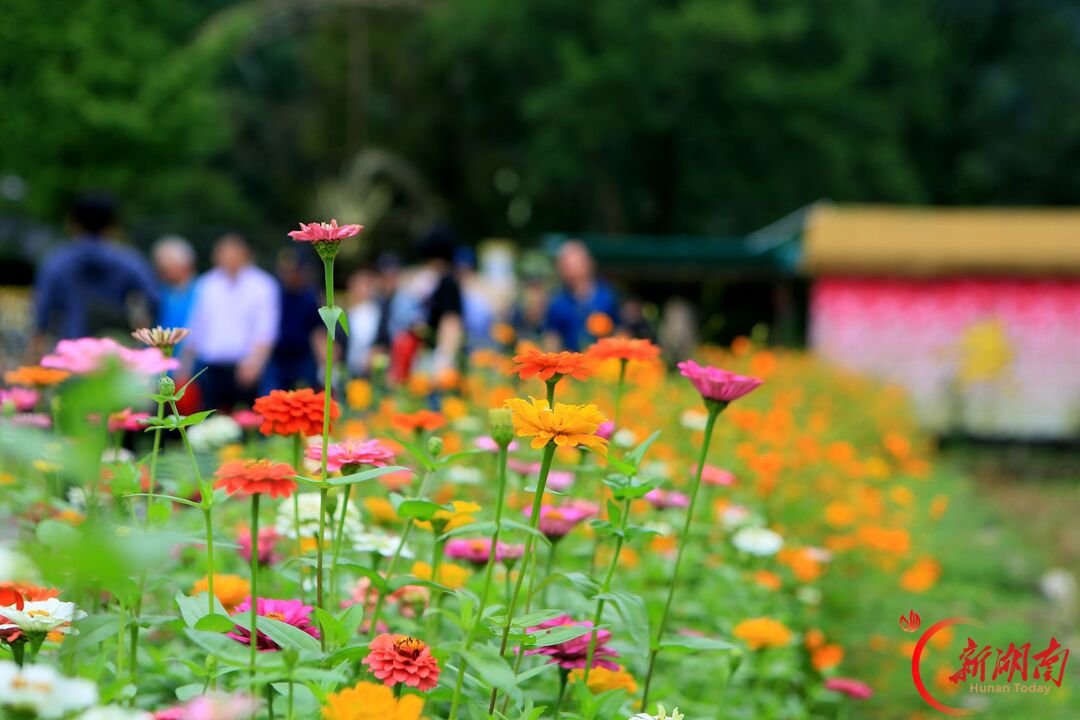 “十一”乐游张家界丨张家界黄龙洞景区:秋花盛开丰富国庆假日文旅体验