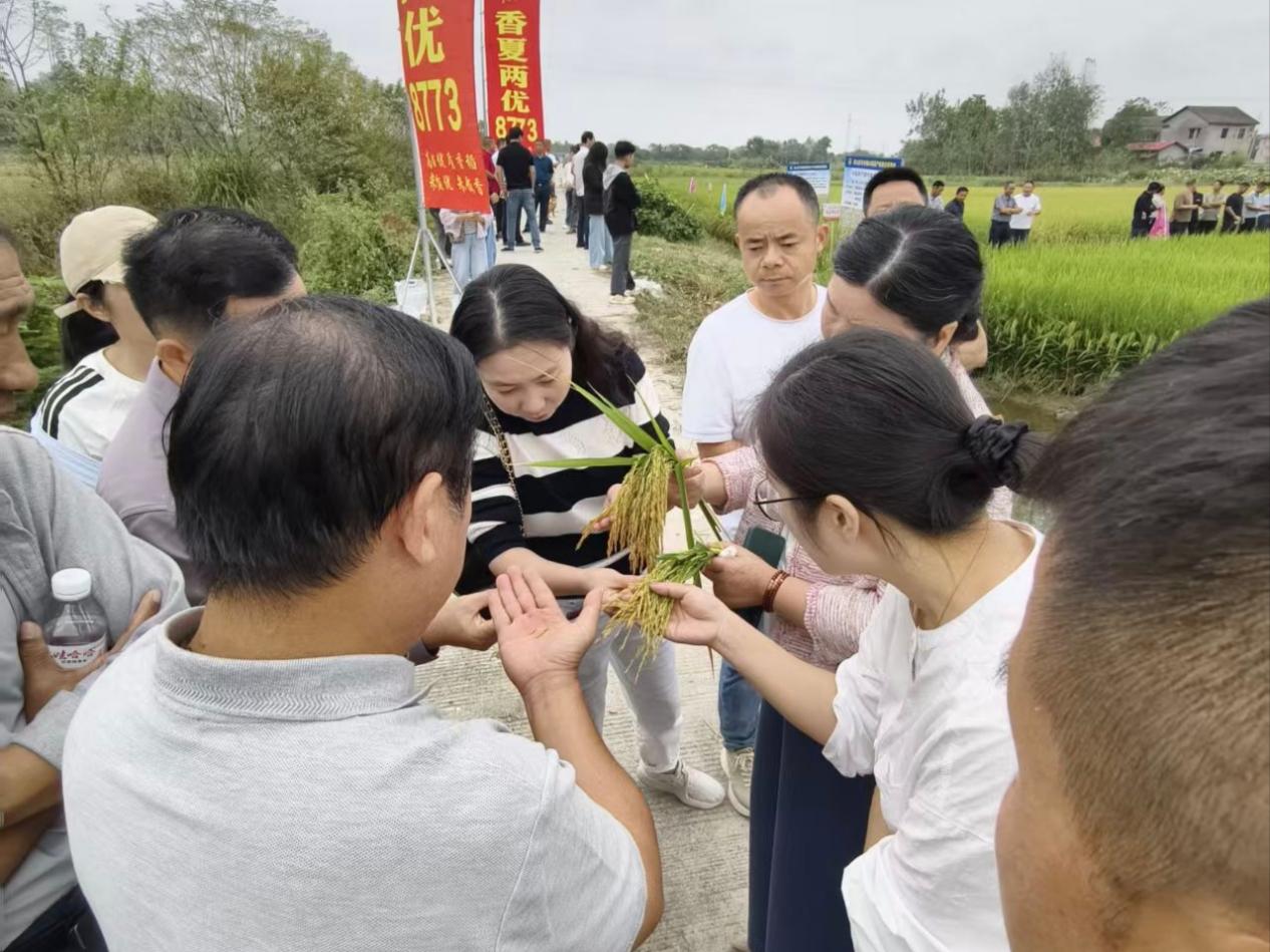 稻浪翻金迎丰收!许市镇开展香夏两优8773优质稻现场观摩会