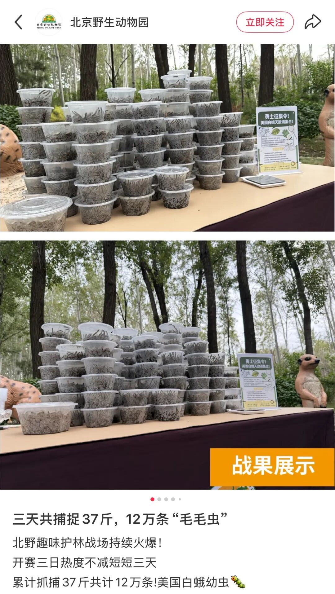 抓毛毛虫大赛,抓4000条仅排第二名?重要提醒→