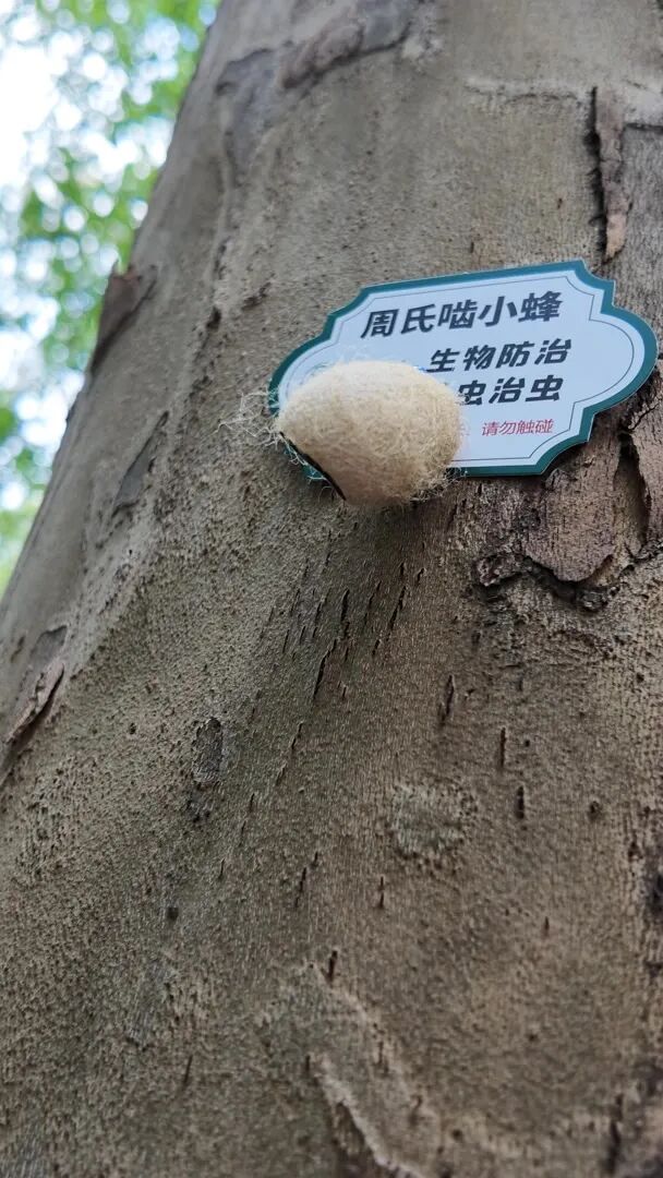 抓毛毛虫大赛,抓4000条仅排第二名?重要提醒→