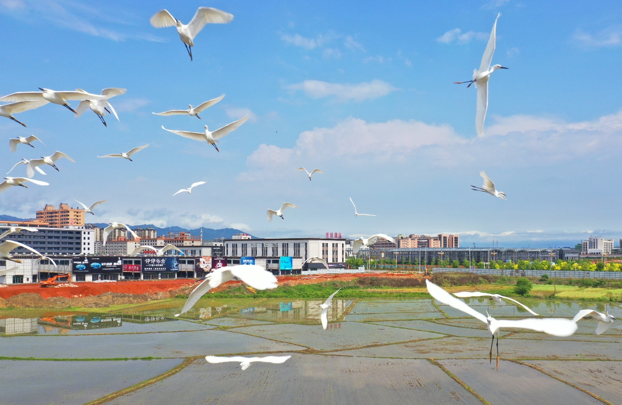 三湘四水铺画卷 一帧一画皆故事——“湖南真美”系列展示