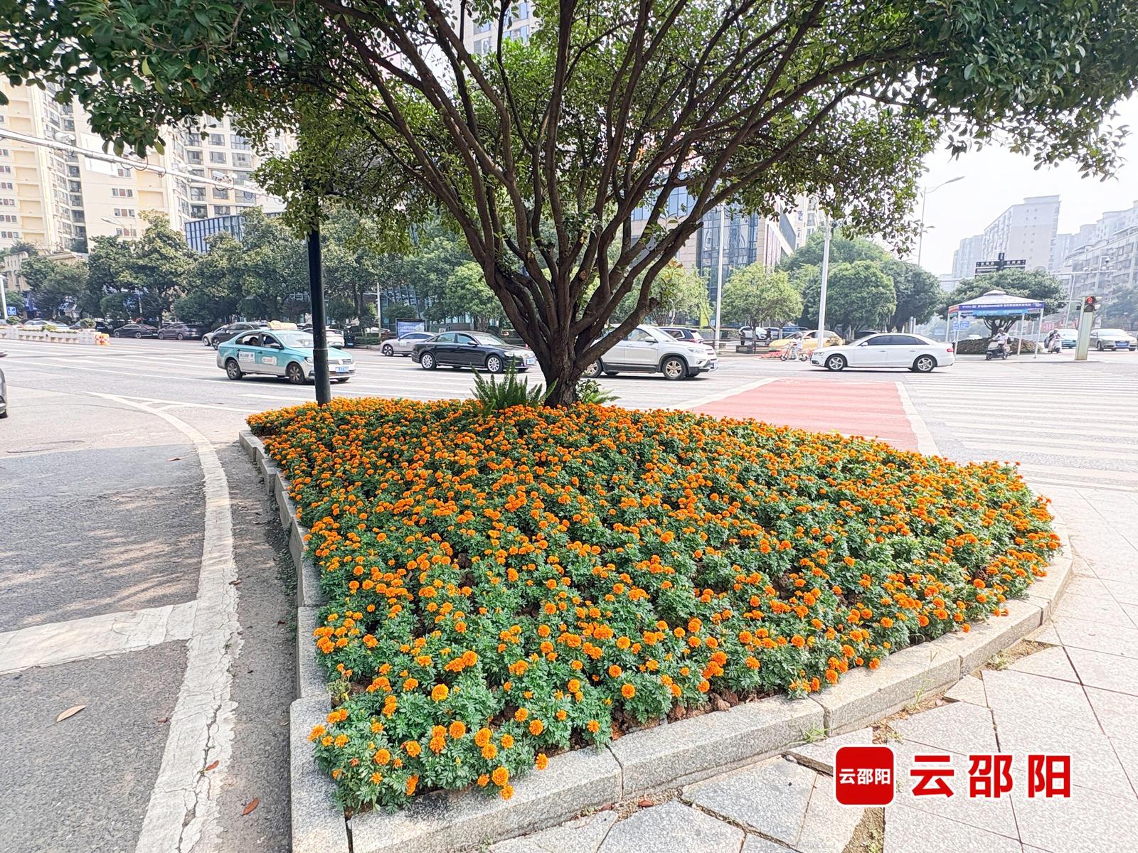 出门就是花海！邵阳街头15万盆鲜花迎国庆