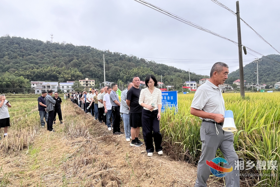 湘潭市中稻植保贡献率评价试验现场观摩交流活动走进湘乡