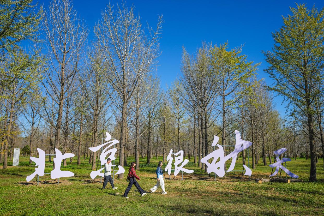 京郊赏秋好去处,近6万株银杏即将迎来观赏期