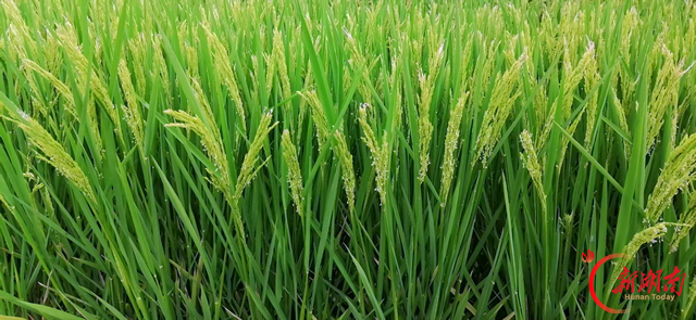 一粒“火花”耀安江——怀化职院水稻育种成果入选农业农村部“火花技术”