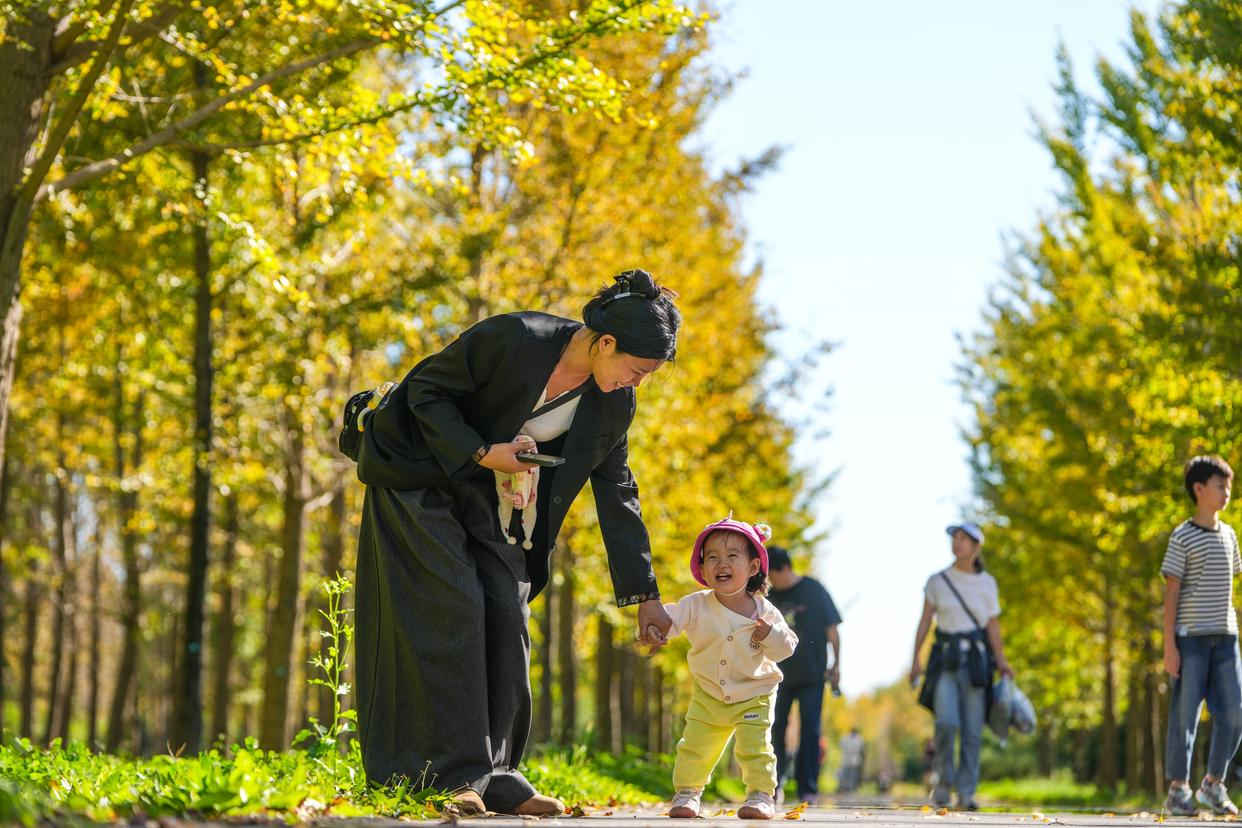 京郊赏秋好去处,近6万株银杏即将迎来观赏期