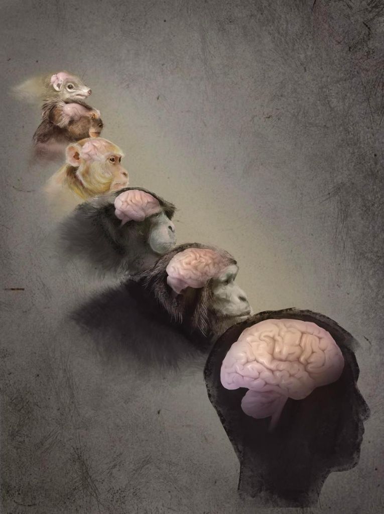 人脑为何布满“核桃纹”？科学家解析古老基因调控机制