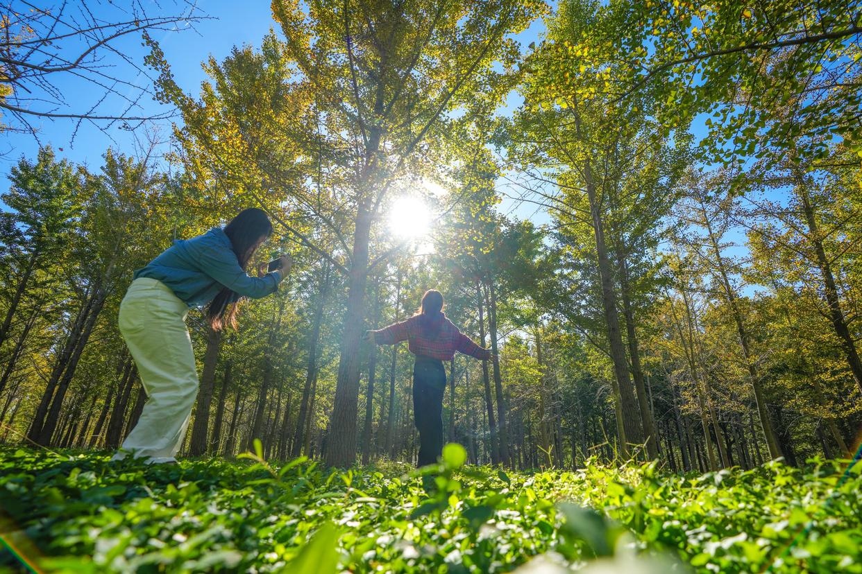 京郊赏秋好去处,近6万株银杏即将迎来观赏期