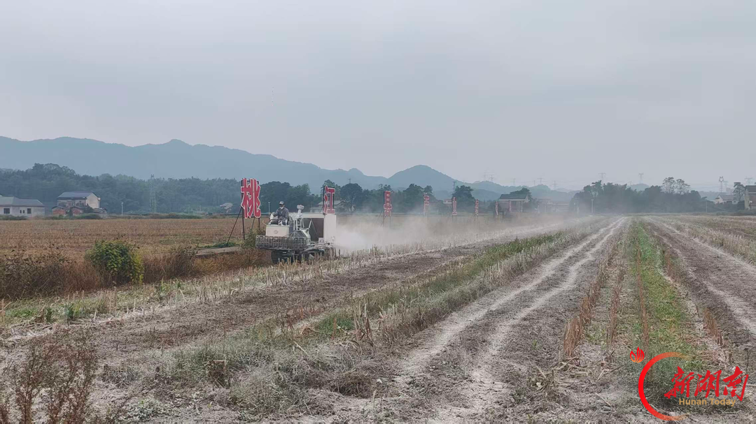 桃江县︱6年，3000亩！石牛江镇降镉调酸护良田
