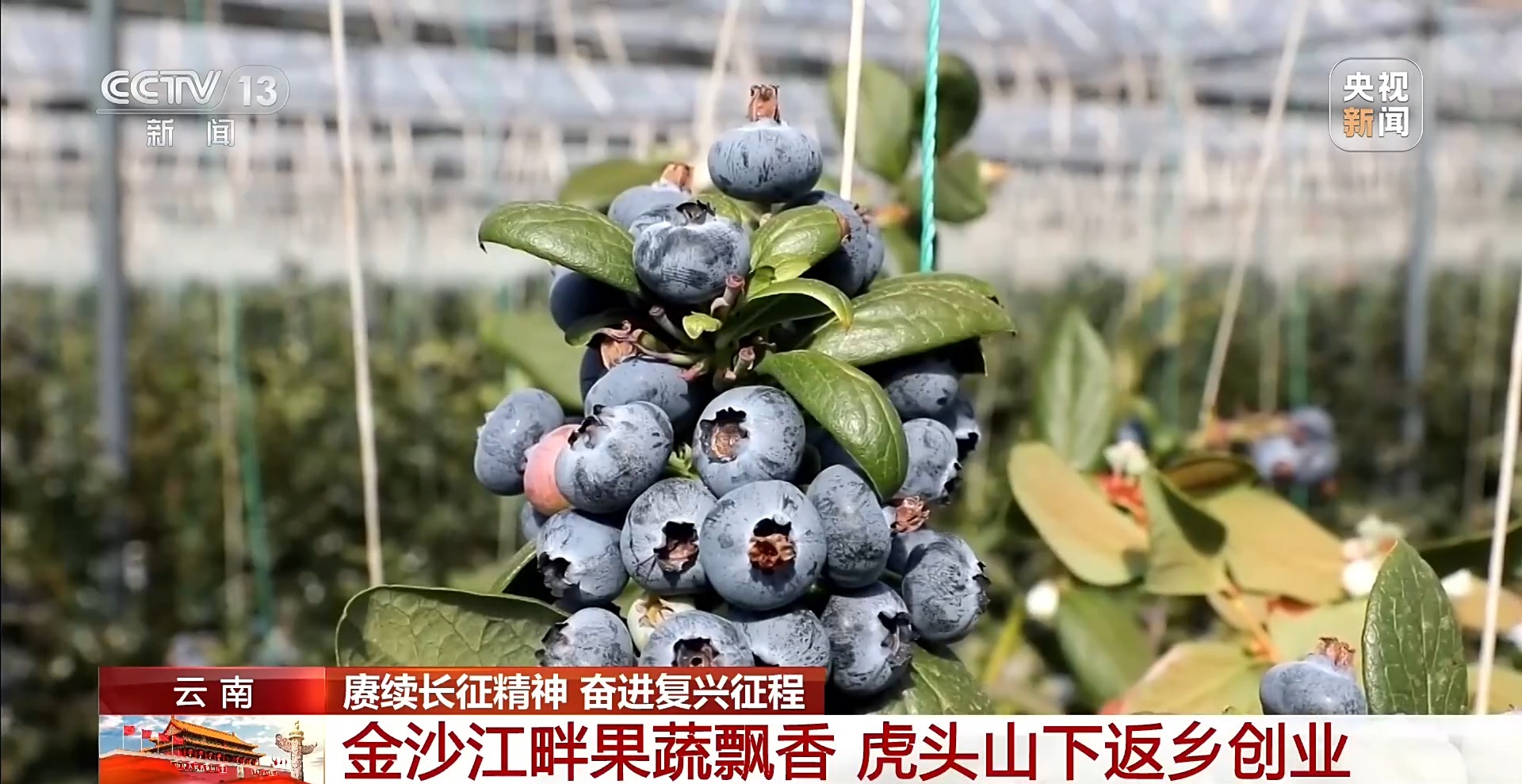 赓续长征精神 奋进复兴征程丨从果蔬基地到研学村落 红色热土书写致富新篇章