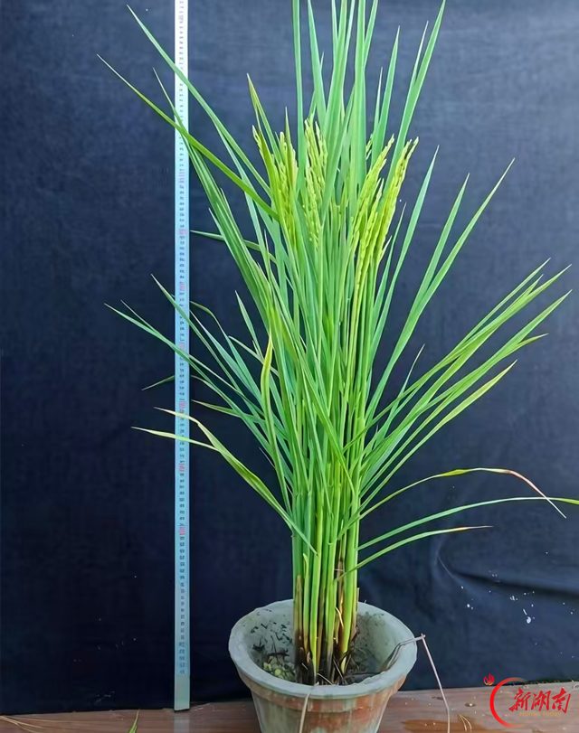 一粒“火花”耀安江——怀化职院水稻育种成果入选农业农村部“火花技术”