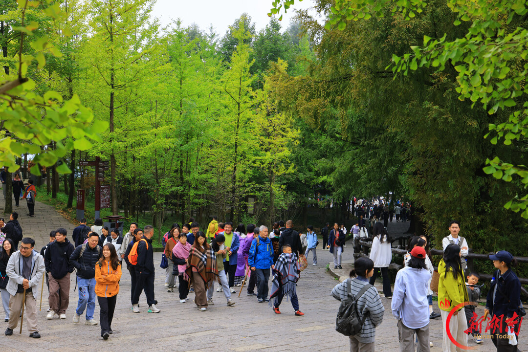 “十一”乐游张家界丨张家界国家森林公园迎来旅游热潮 接待秩序井然