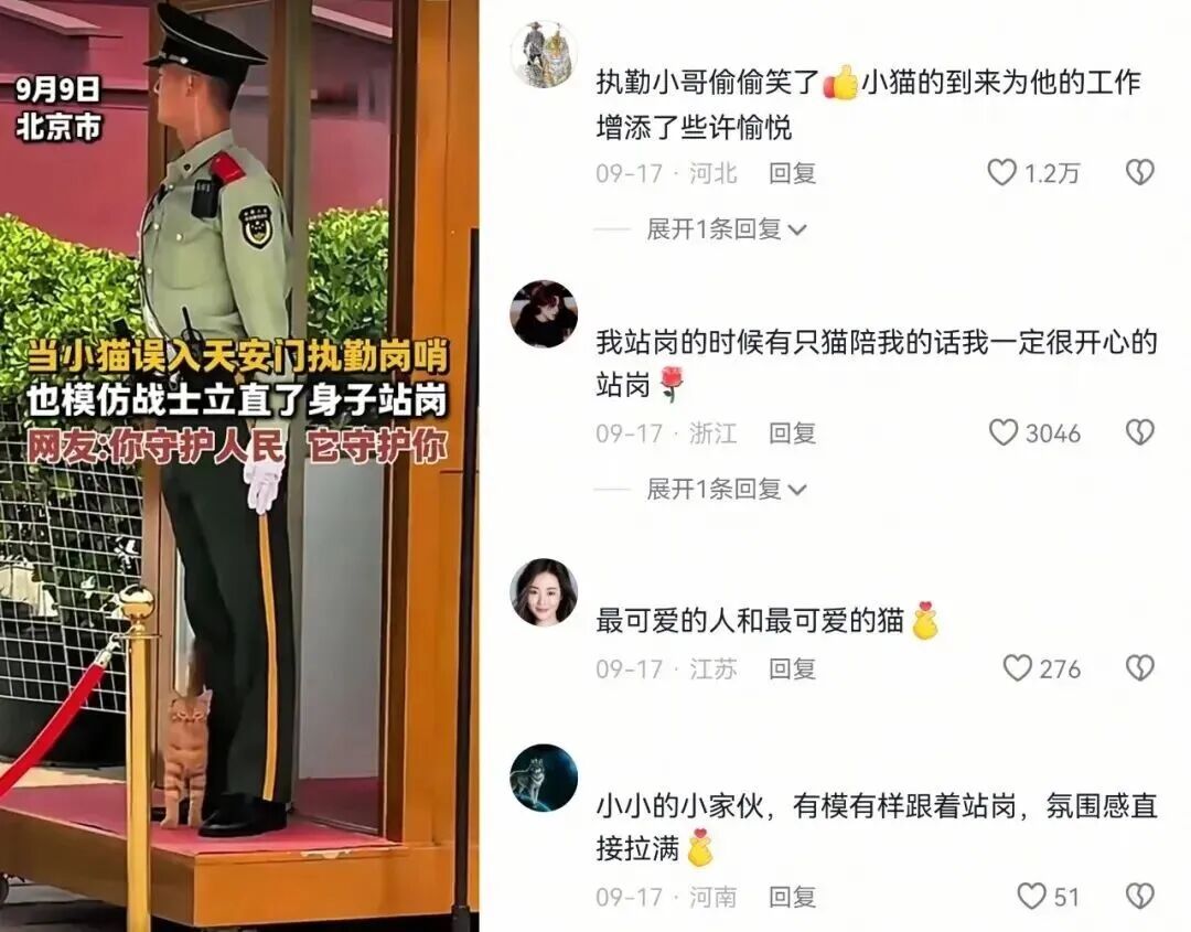 国庆假期,天安门执勤点的那只猫又来了!