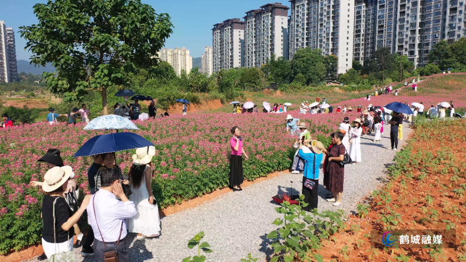 花海扮靓鹤城 花间经济激活城市休闲新活力