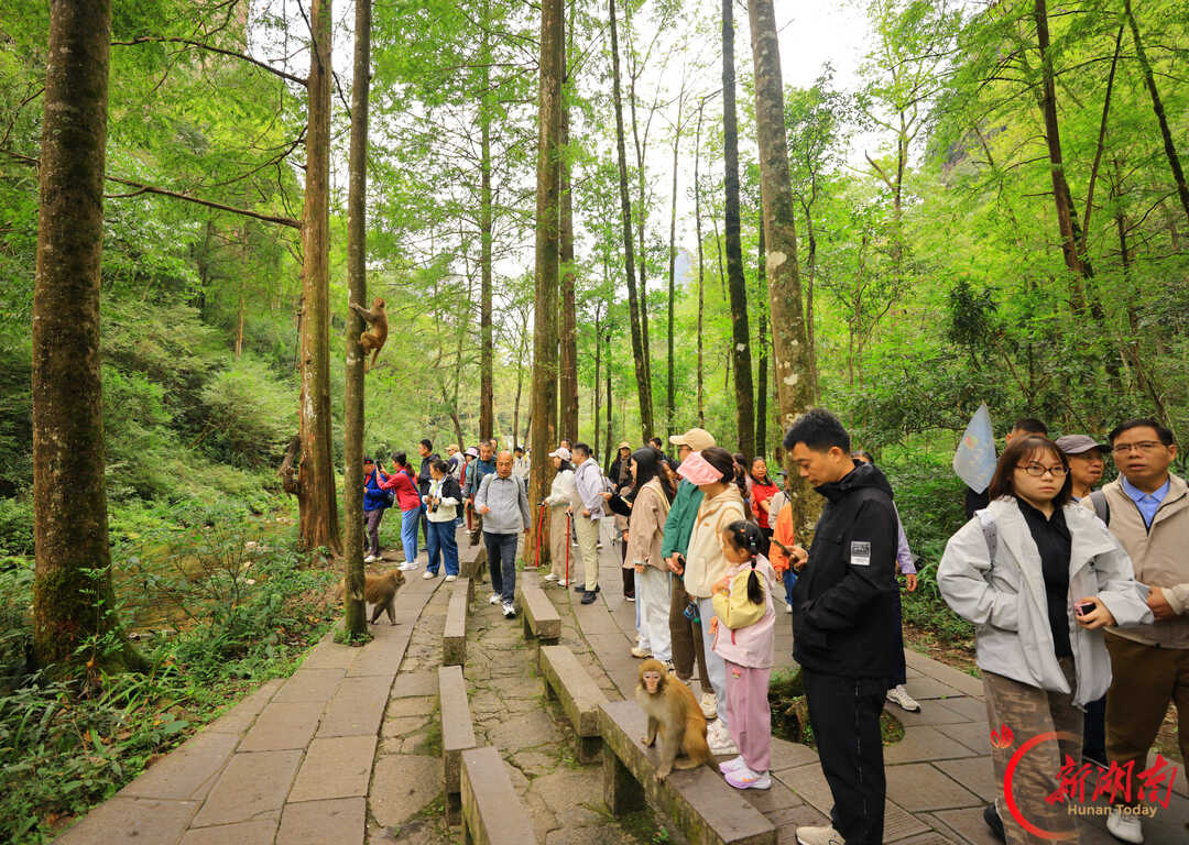 “十一”乐游张家界丨张家界国家森林公园迎来旅游热潮 接待秩序井然