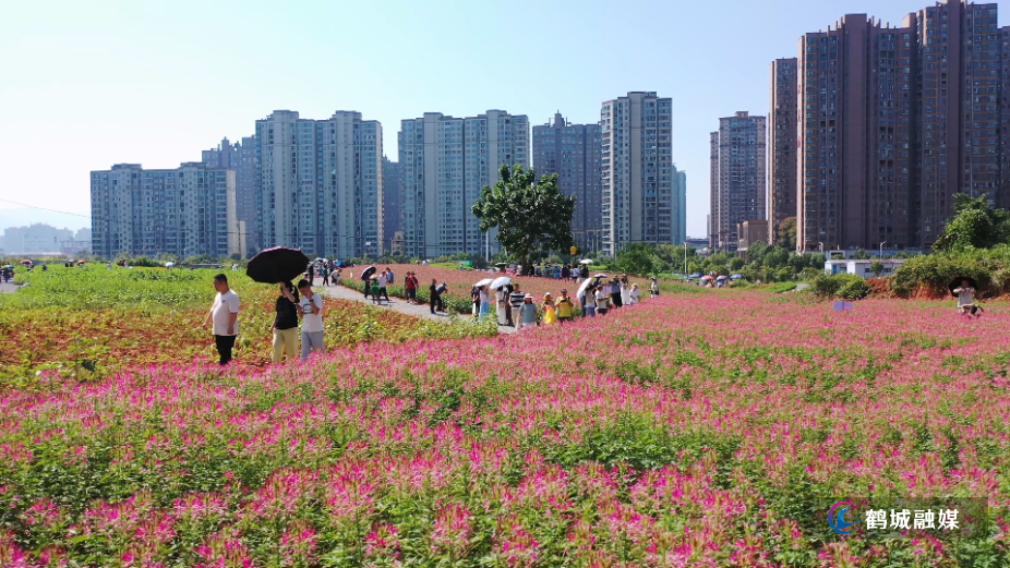 花海扮靓鹤城 花间经济激活城市休闲新活力