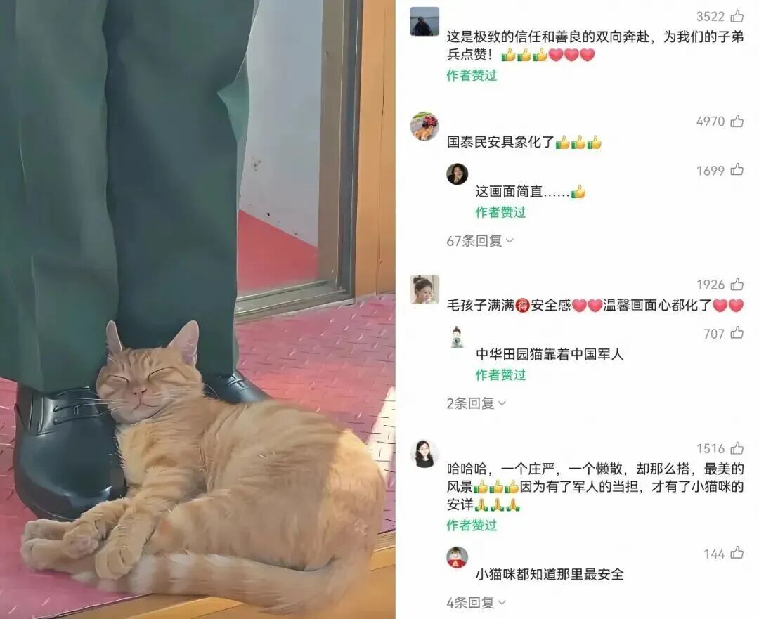 国庆假期,天安门执勤点的那只猫又来了!